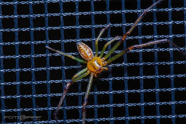 Eurasian Green Crab Spider (Bladkrabbspindel)