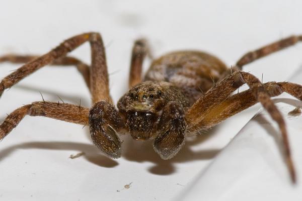 Running Crab Spider