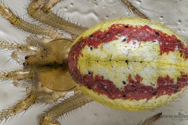 Common Candy-striped Spider (Äggspindel)