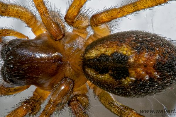 Window spider (Fönsterspindel)