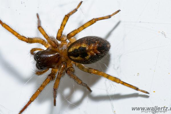 Window spider (Fönsterspindel)