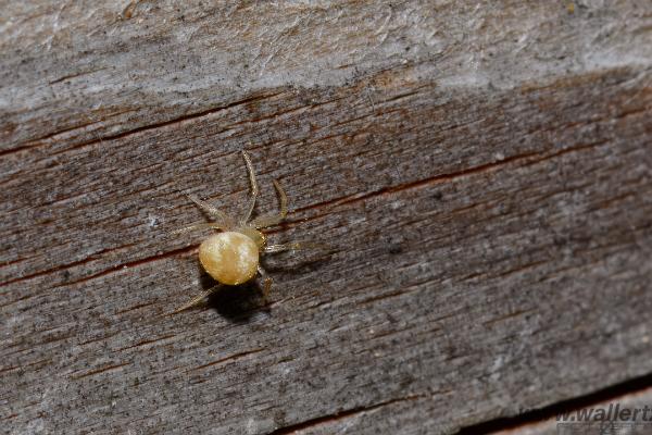 Sputnik spider (Dvärgklotspindel)