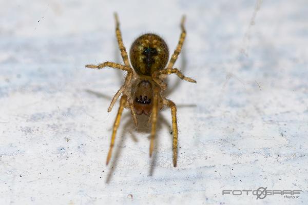 Window spider (Fönsterspindel)