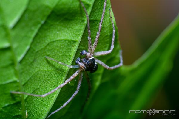 House Crab-Spider (Fracksnabblöpare)