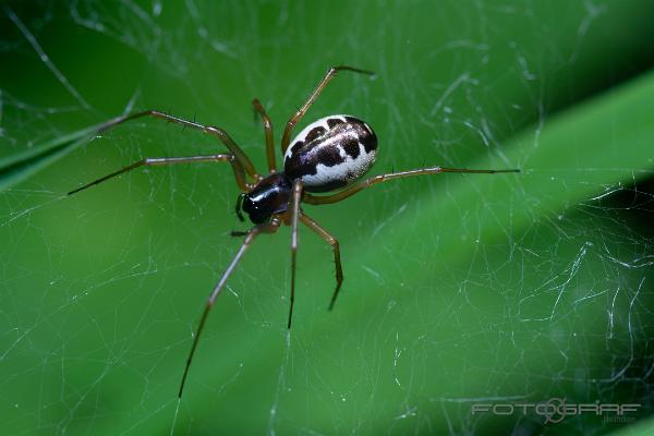 Sheetweb spider (Lundbaldakinspindel)