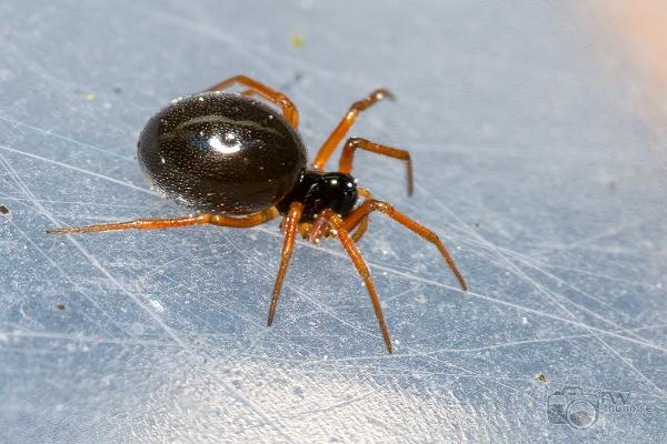 Dwarf Spider (Dvärgspindel)