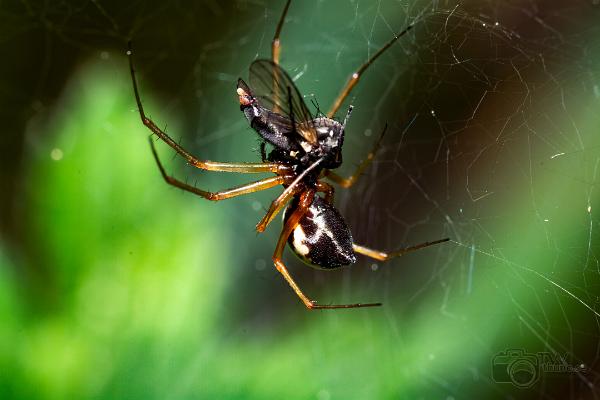 Sheetweb spider (Lundbaldakinspindel)