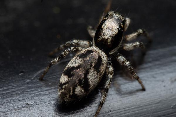 Narrow-banded zebra jumping spider (Stamzebraspindel)