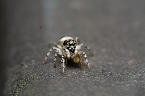 Narrow-banded zebra jumping spider (Stamzebraspindel)