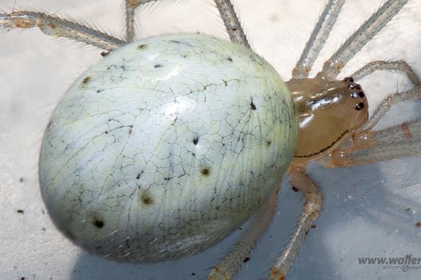 Common Candy-striped Spider (Äggspindel)