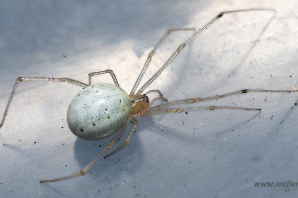 Common Candy-striped Spider (Äggspindel)