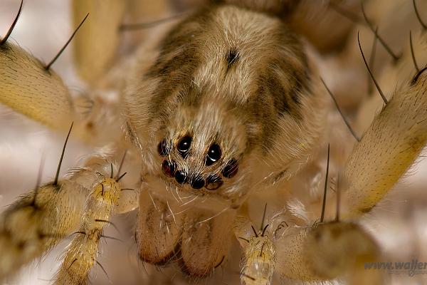 Buzzing spider (Trumspindel)