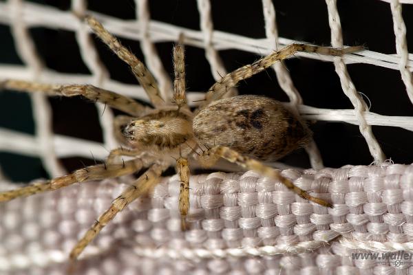 Buzzing spider (Trumspindel)