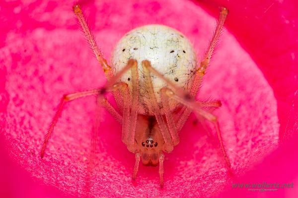 Common Candy-striped Spider (Äggspindel)