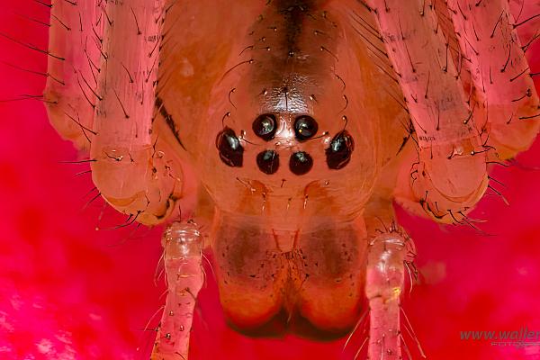 Common Candy-striped Spider (Äggspindel)