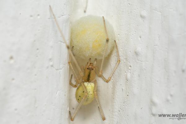 Common Candy-striped Spider (Äggspindel)