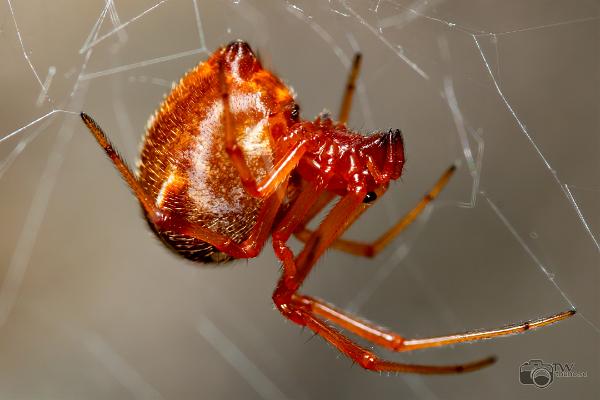 comb-footed spider (Fröspindel)