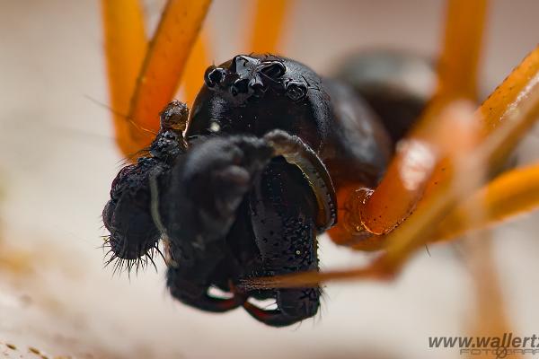 Sheetweb spider (Lundbaldakinspindel)