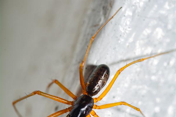 Sheetweb spider (Lundbaldakinspindel)