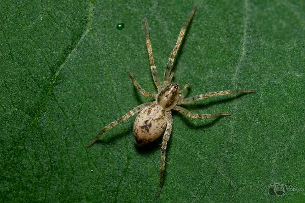 Buzzing spider (Trumspindel)