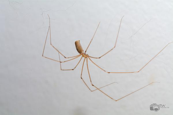 Long-bodied cellar spider (Större dallerspindel)