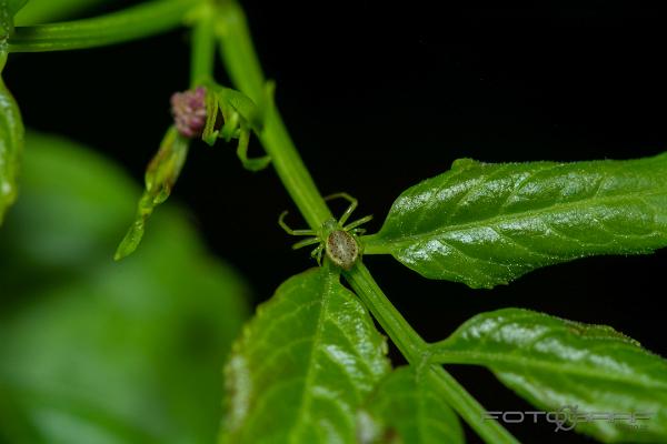 Eurasian Green Crab Spider (Bladkrabbspindel)