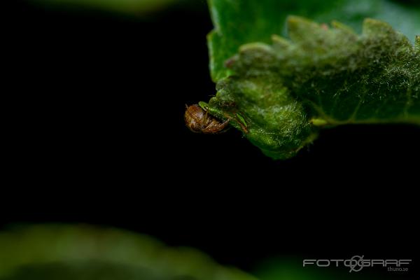 Garden spider (Ruterspindel)