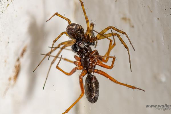 Latticed Sheet-web Weaver (Tuvbaldakinspindel) mating