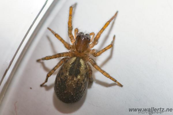 Window spider (Fönsterspindel)