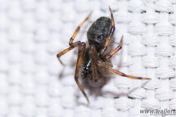 Comb-footed spider (Marmorhjälmspindel) ?