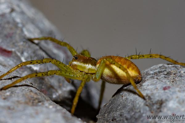 Raft spider (Kärrspindel)