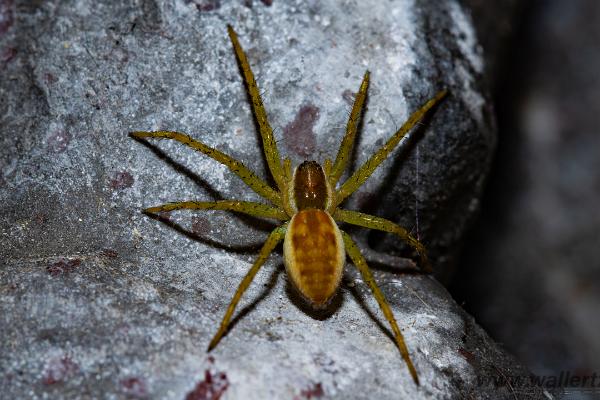 Raft spider (Kärrspindel)