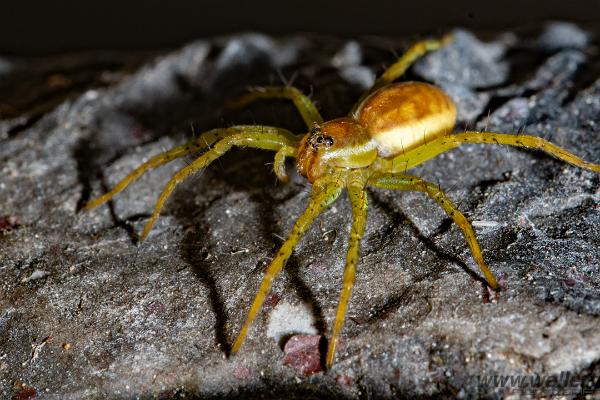 Raft spider (Kärrspindel)