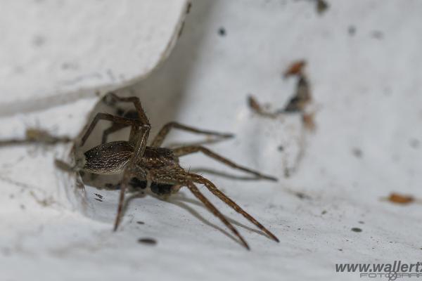 Fen Raft Spider (Skräddarspindel)