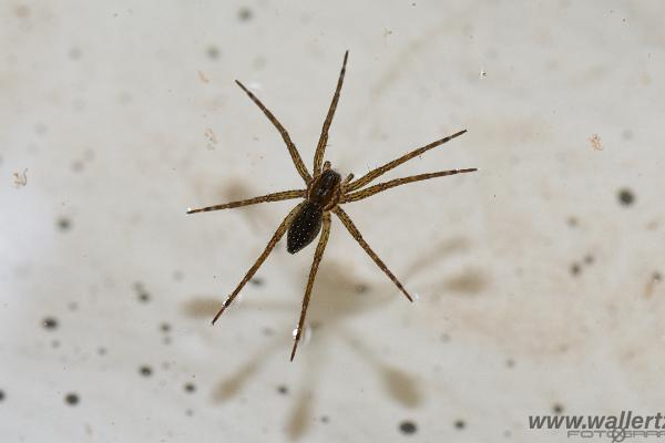 Fen Raft Spider (Skräddarspindel)