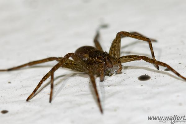 Fen Raft Spider (Skräddarspindel)