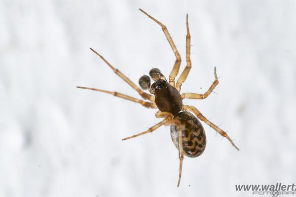 Latticed Sheet-web Weaver (Tuvbaldakinspindel, subadult hane)