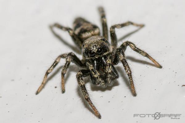 Narrow-banded zebra jumping spider (Stamzebraspindel)