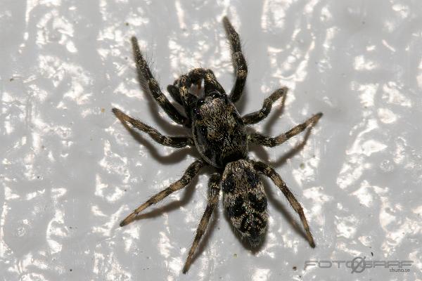 Narrow-banded zebra jumping spider (Stamzebraspindel)