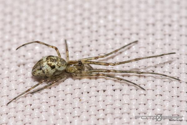 Long-jawed orb-weaver (Pärlsträckspindel)