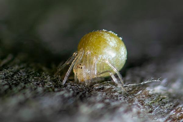 Sputnik spider (Dvärgklotspindel)