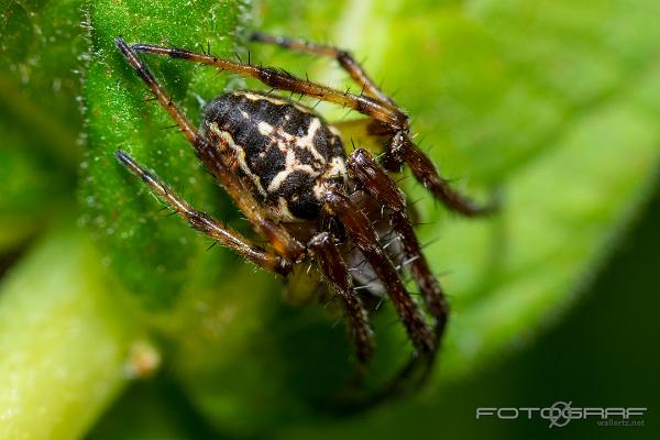 Furrow orb spider (Vasshjulspindel)