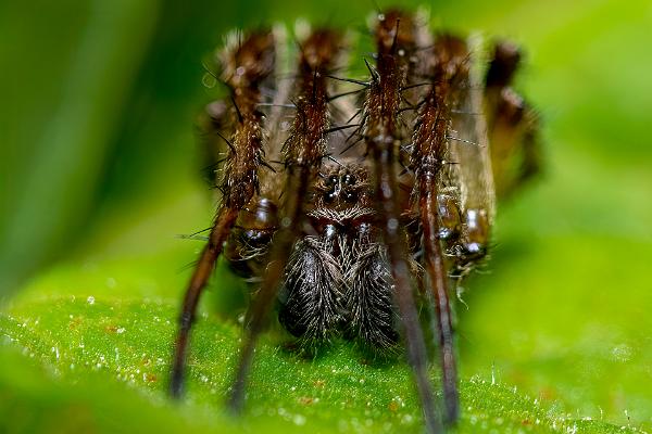 Furrow orb spider (Vasshjulspindel)