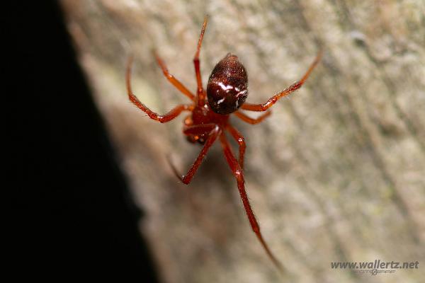 Comb-footed spider (Fröspindel)