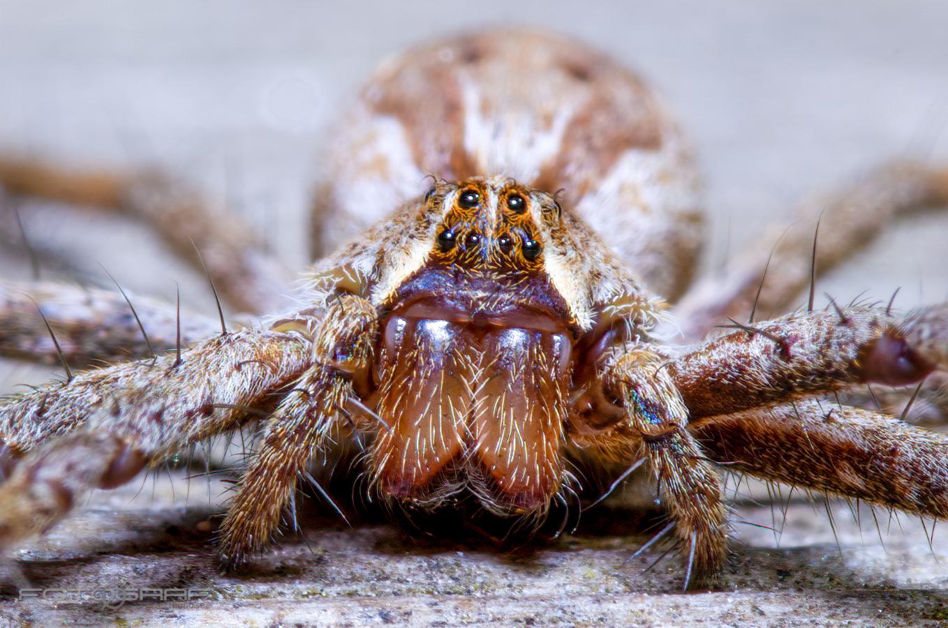 Nursery web spider (Presentspindel)