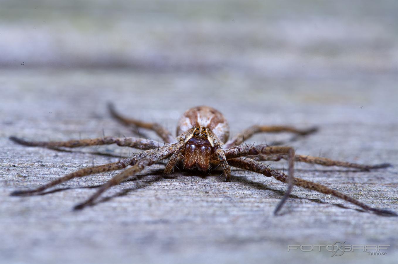 Nursery web spider (Presentspindel)