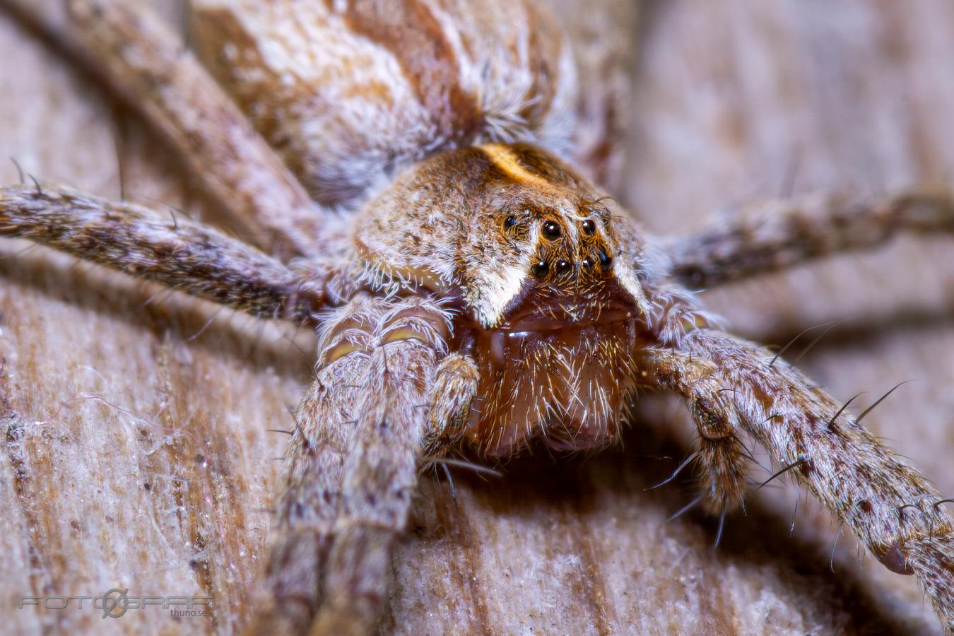 Nursery web spider (Presentspindel)