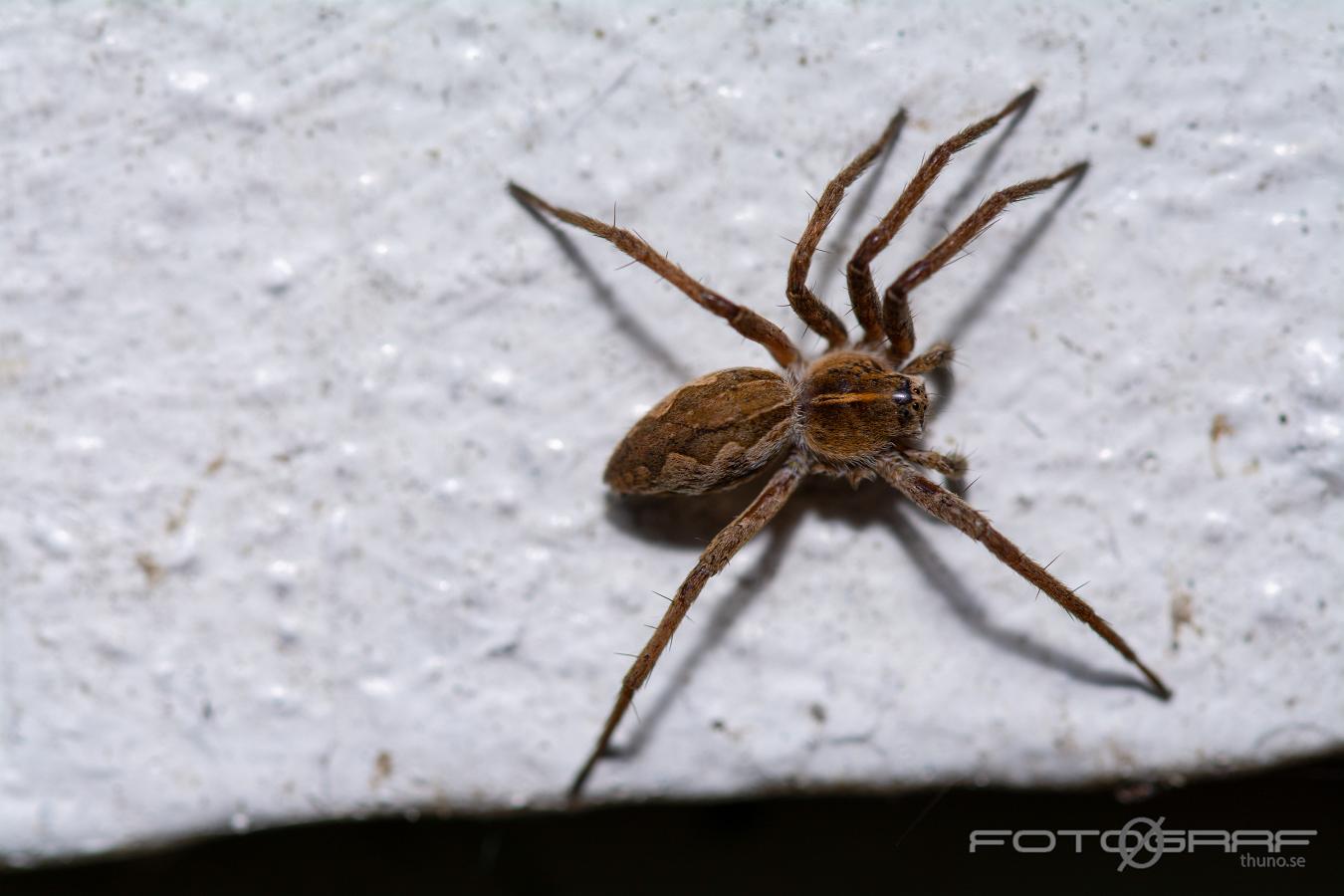 Nursery web spider (Presentspindel)