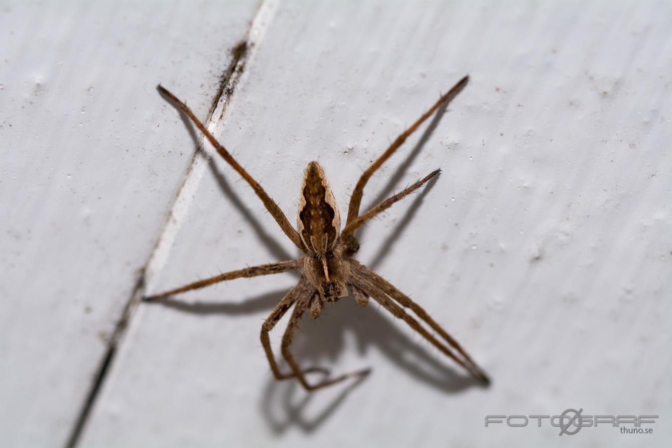 Nursery web spider (Presentspindel)