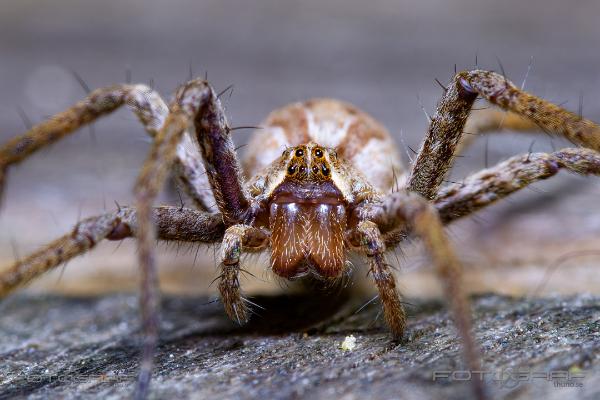 Nursery web spider (Presentspindel)